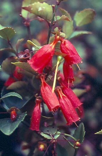 Halleria rouge
